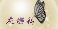 灰蝶科