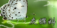 灰蝶科