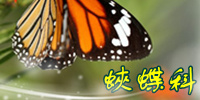 蛺蝶科