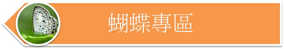 蝴蝶專區