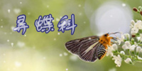 昇蝶科