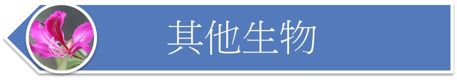 其他生物
