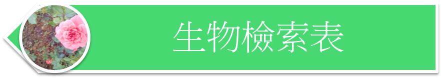 生物檢索表