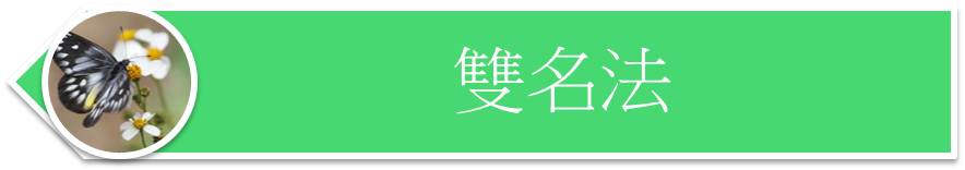 雙名法