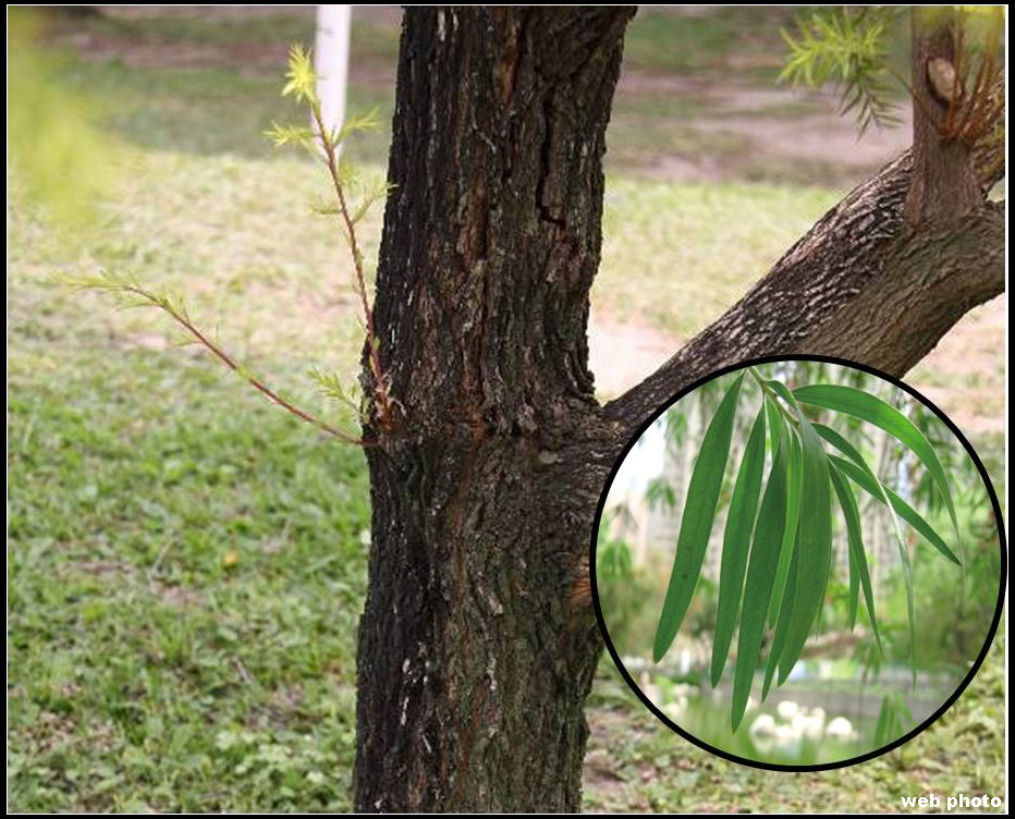 不知名生物